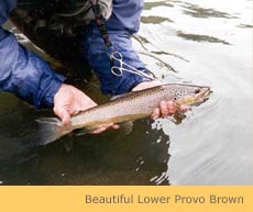 provo river brown trout