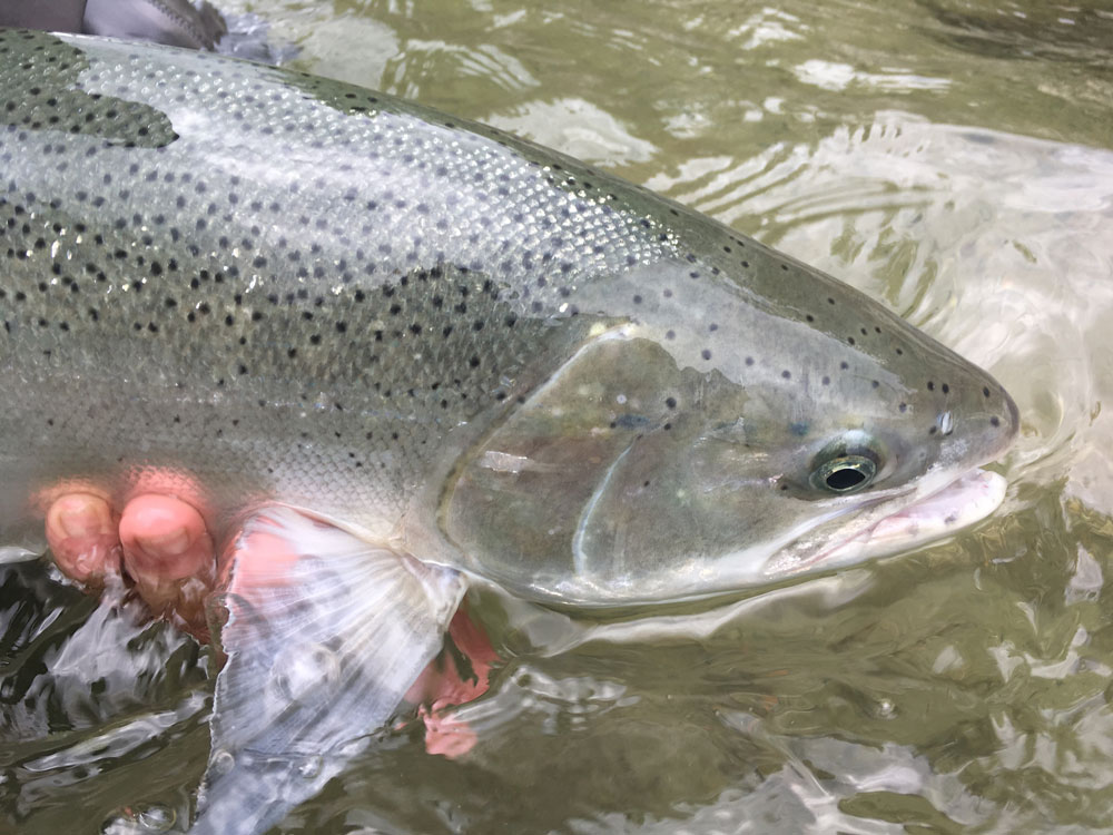 Dean River Steelhead Fly Fishing British Columbia | B.C. West Lodge